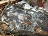 Ceratiomyxa fruticulosa var. fruticulosa image