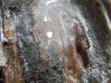 Ceratiomyxa fruticulosa var. fruticulosa image