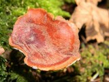 Polyporus leptocephalus image