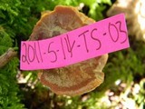 Polyporus leptocephalus image