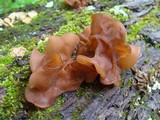 Auricularia angiospermarum image
