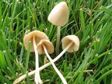Conocybe apala image