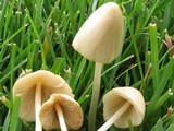 Conocybe apala image