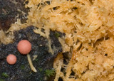 Lycogala epidendrum image