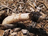 Phallus ravenelii image