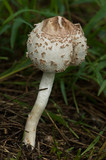Macrolepiota clelandii image