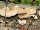 Pleurotus pulmonarius image