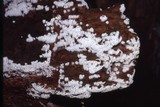 Ceratiomyxa fruticulosa var. fruticulosa image