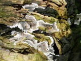 Kretzschmaria deusta image