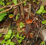 Rhizomarasmius pyrrhocephalus image
