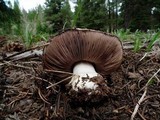 Agaricus albolutescens image
