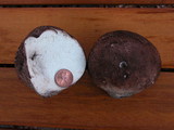 Calvatia fragilis image