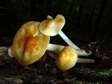 Marasmius strictipes image