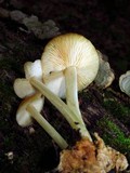 Marasmius strictipes image