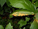 Allodus podophylli image