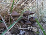 Psilocybe baeocystis image