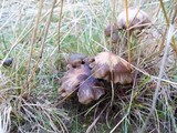 Psilocybe baeocystis image
