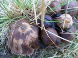 Psilocybe baeocystis image