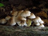 Mycena inclinata image