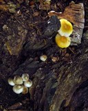 Mycena inclinata image