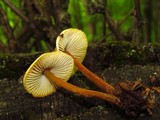 Mycena inclinata image