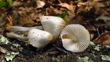 Mycena inclinata image