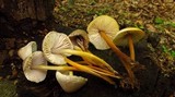 Mycena inclinata image