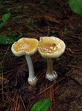 Amanita praecox image