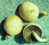 Hemipholiota populnea image