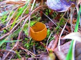 Caloscypha fulgens image
