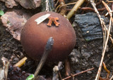 Calostoma fuscum image