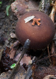 Calostoma fuscum image