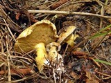 Suillus tomentosus image
