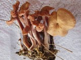 Laccaria fraterna image