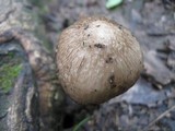 Hymenopellis megalospora image