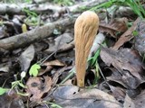 Clavariadelphus americanus image
