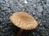 Inocybe lacera image