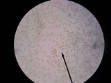 Inocybe lacera image