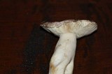 Russula kalimna image
