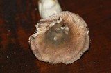 Russula kalimna image