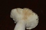 Russula kalimna image