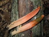 Mutinus elegans image