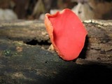 Sarcoscypha occidentalis image