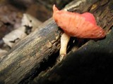 Sarcoscypha occidentalis image