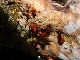 Heterobasidion occidentale image