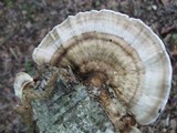 Trametes lactinea image