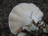 Trametes lactinea image