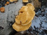 Polyporus alveolaris image