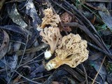 Ramaria holorubella image