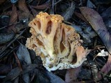 Ramaria holorubella image